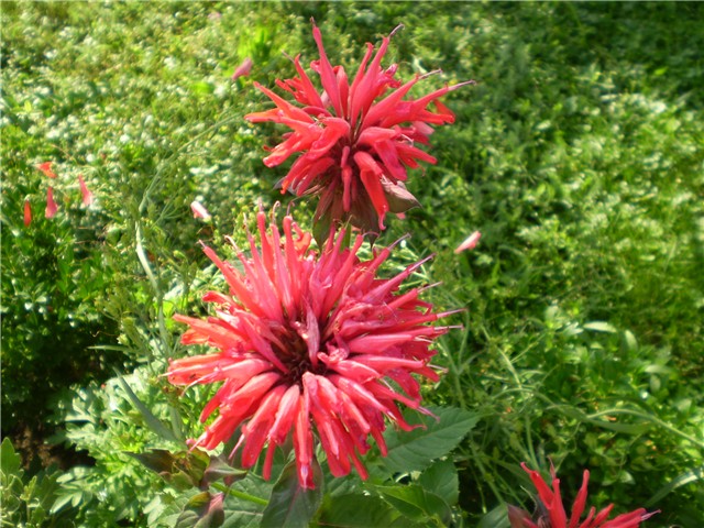 monarda